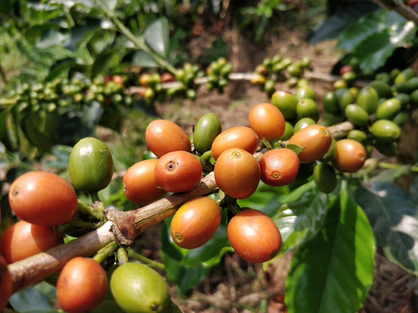 Finca El Rubi Chiroso - Colombia