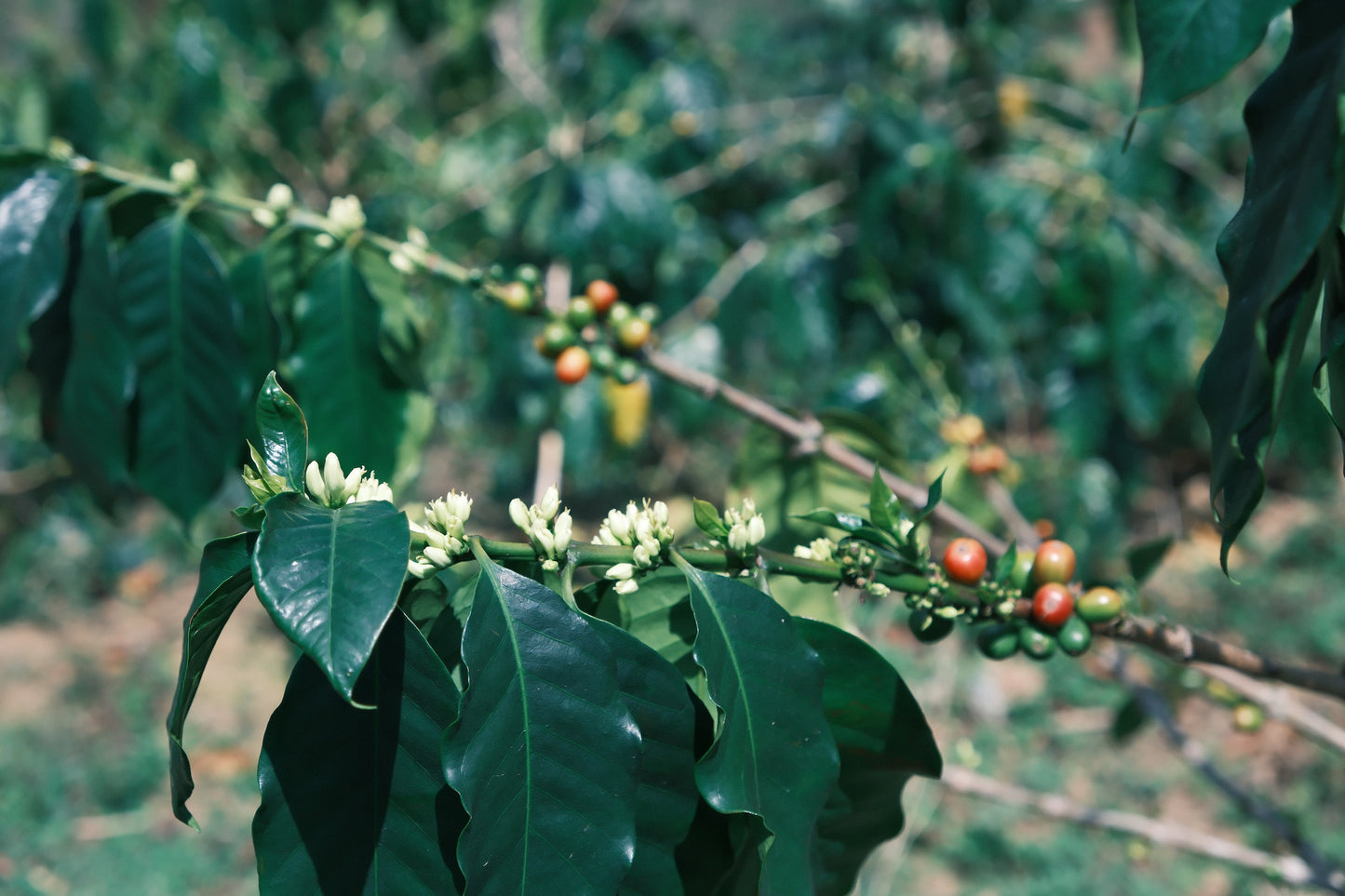 Blue Iris - Project One Light