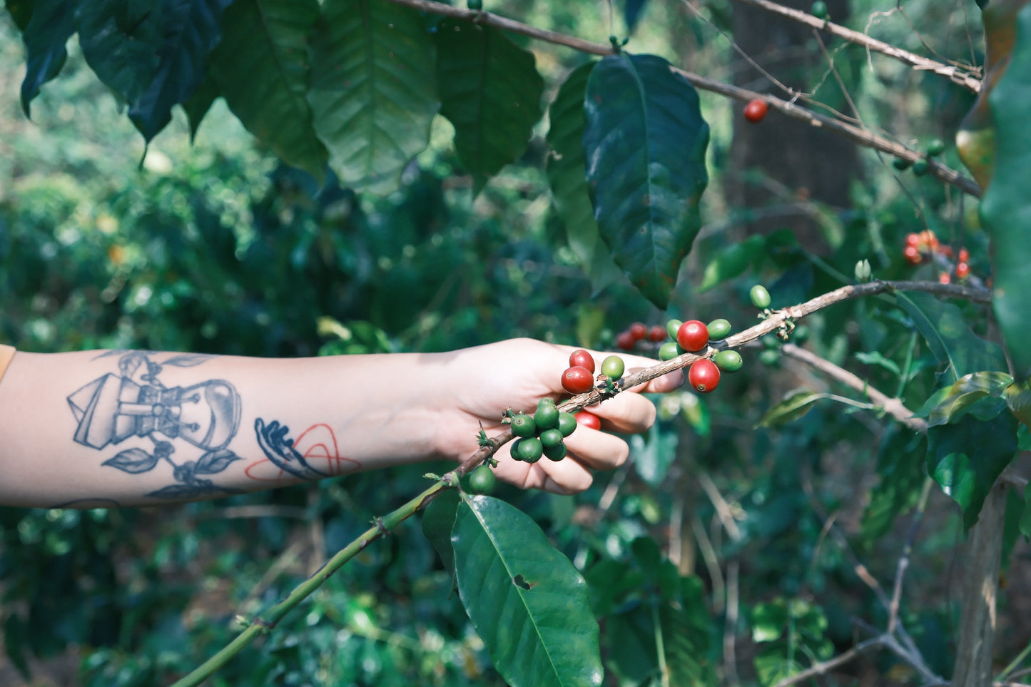 Blue Iris - Project One Light