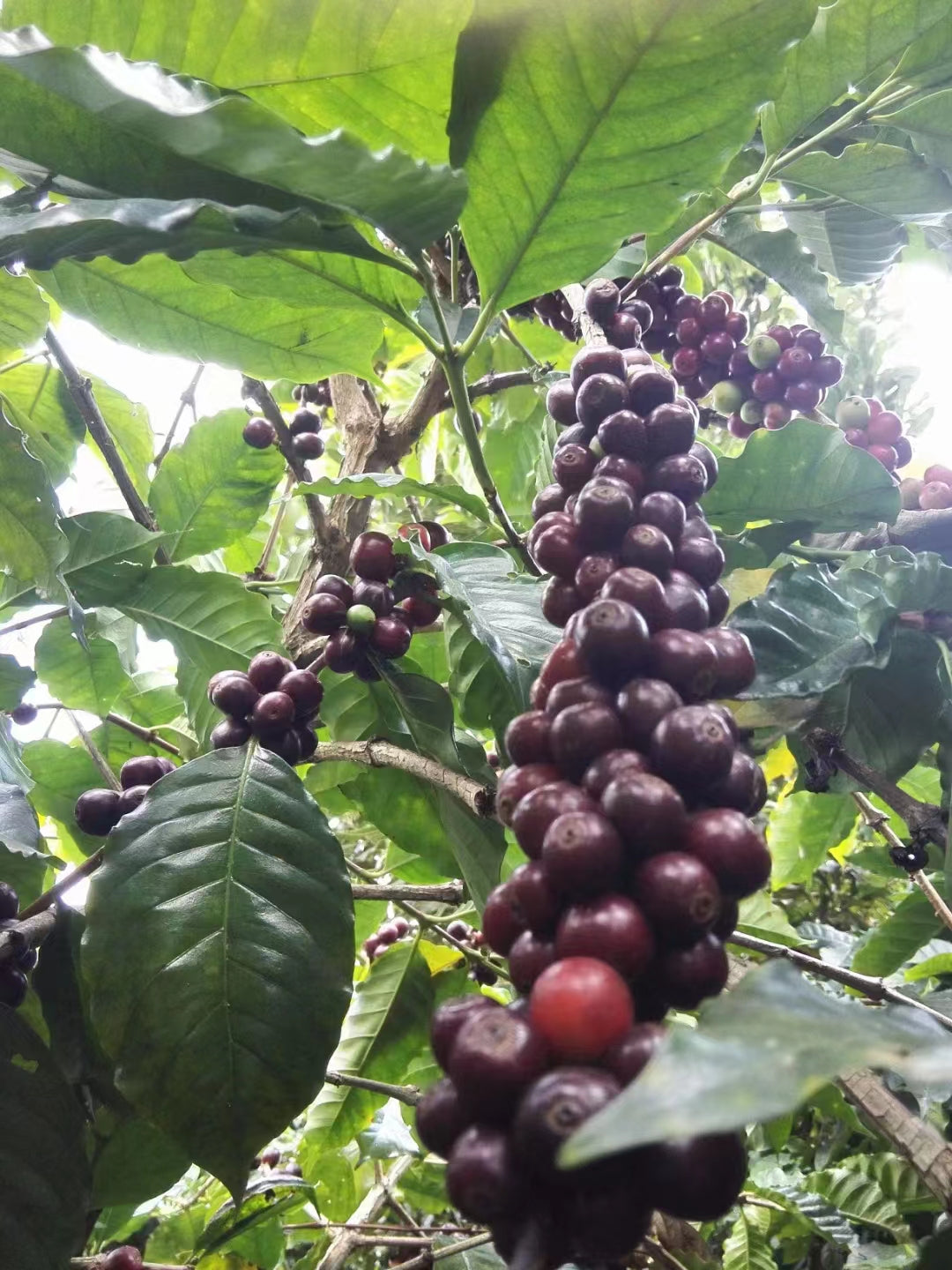 Crimson Barrel - Cimizhu Estate