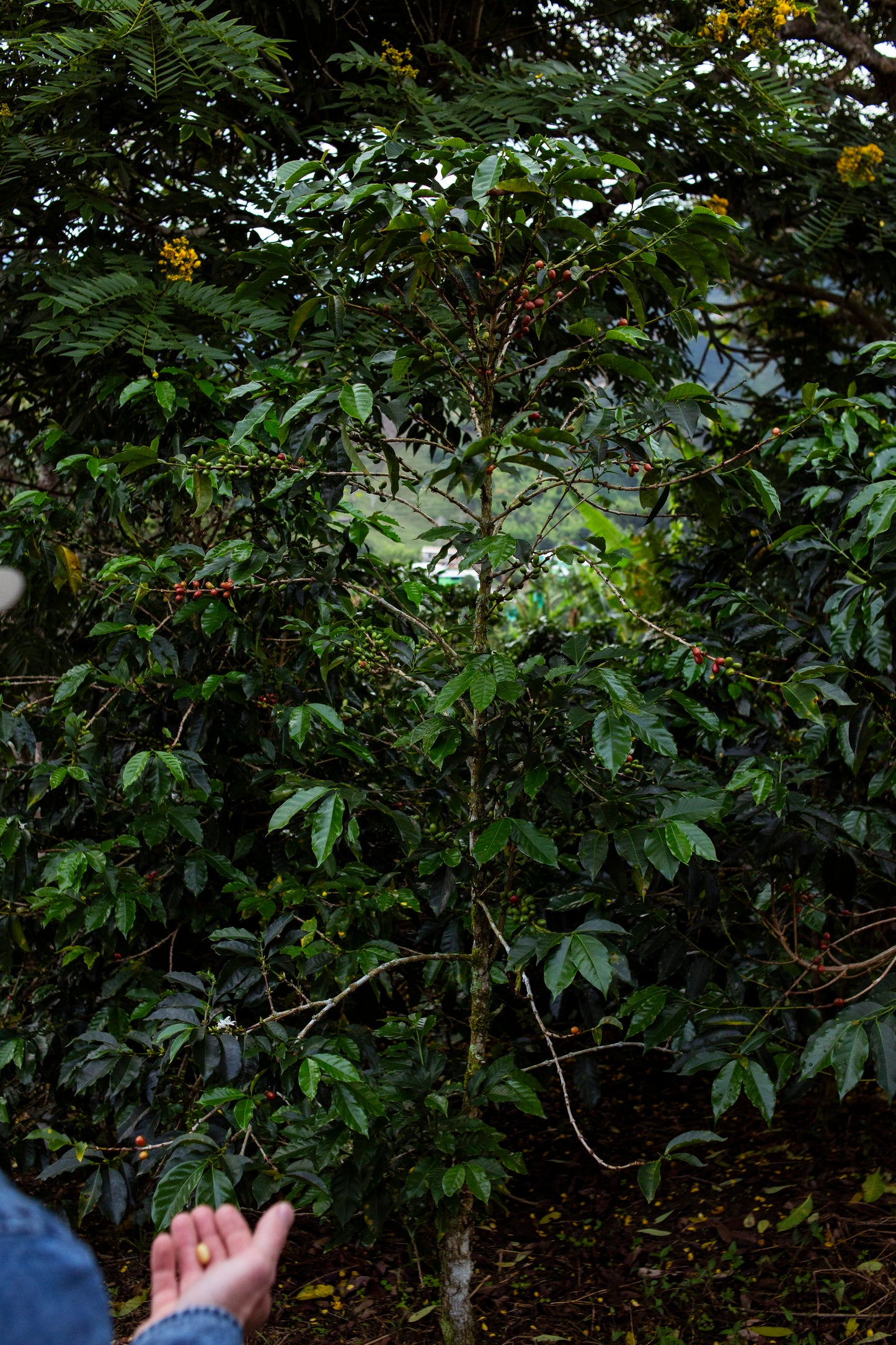 El Rubi Sidamo Heirloom - Colombia
