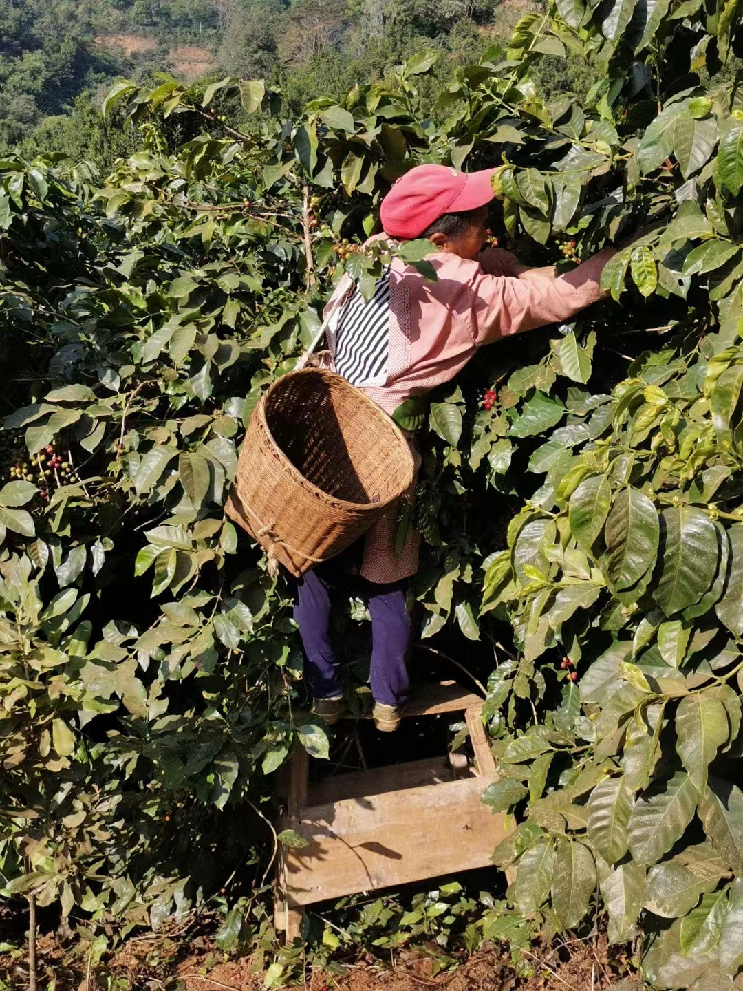 Crimson Barrel - Cimizhu Estate
