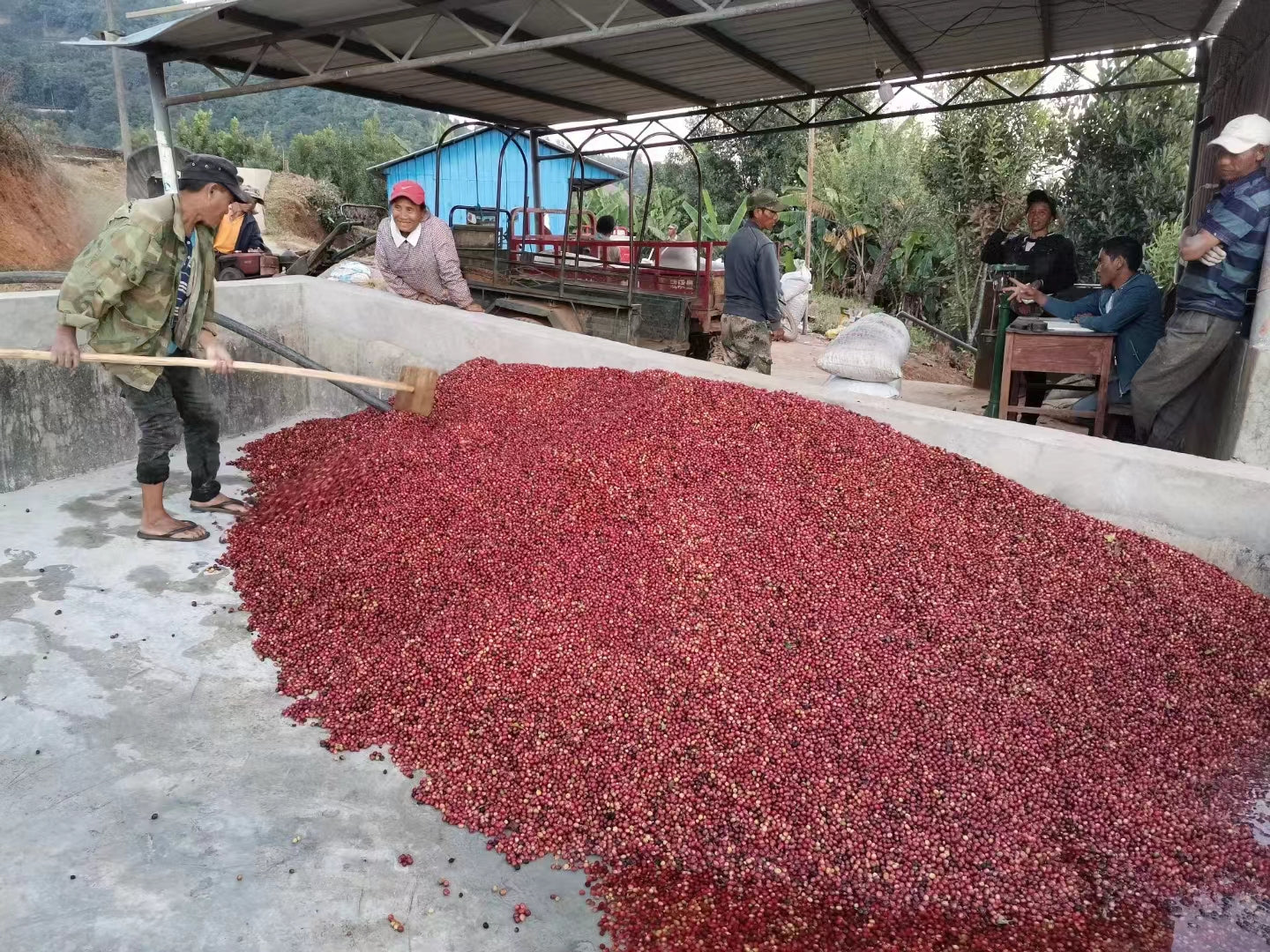 Crimson Barrel - Cimizhu Estate