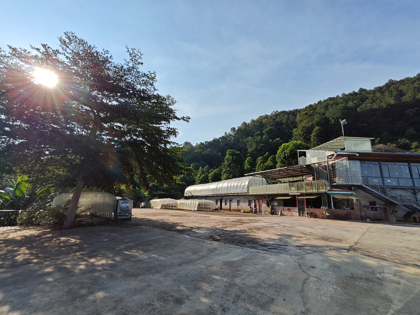 Forest Amber - Ruru Estate