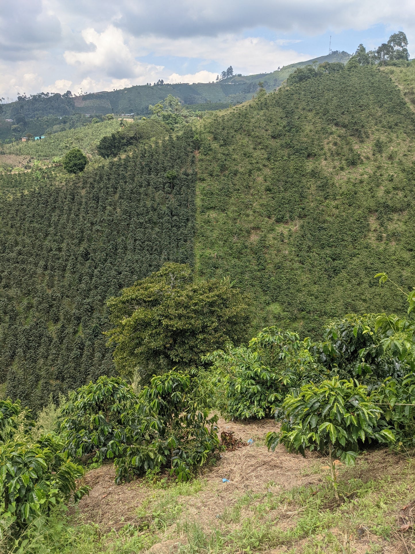 Finca El Rubi Chiroso - Colombia
