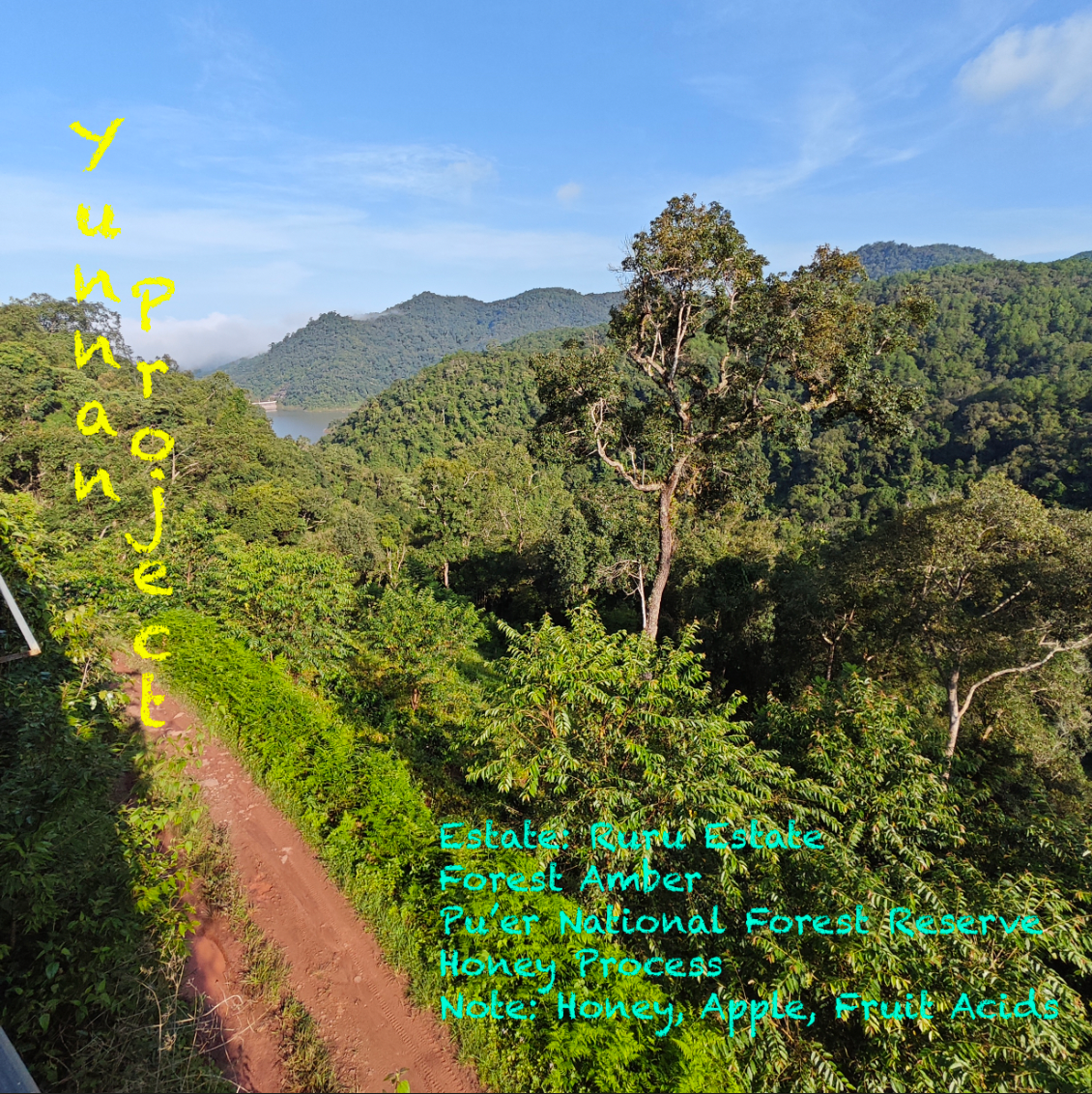 Forest Amber - Ruru Estate