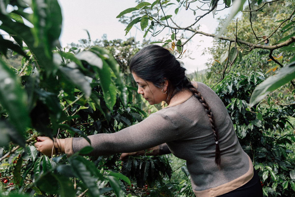 Unblended Young Producers Project: El Tigre Chiroso