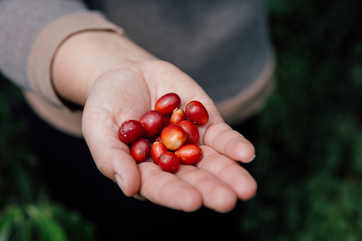 Unblended Young Producers Project: El Tigre Chiroso